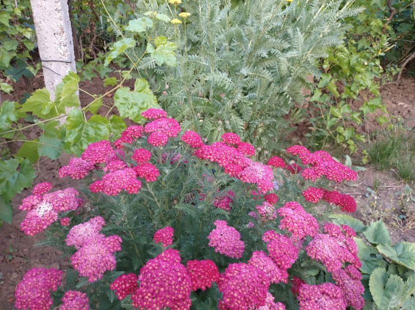  - Flori de gradina-2023