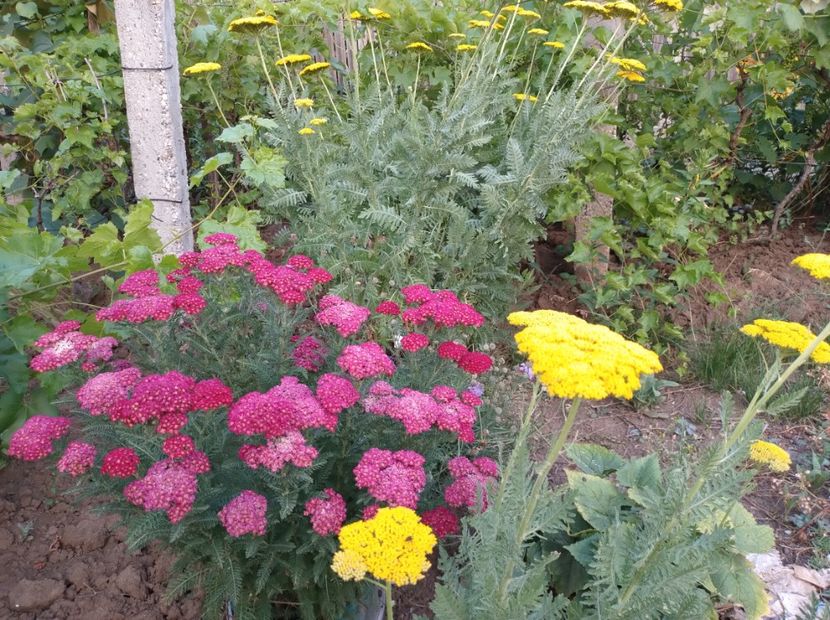  - Flori de gradina-2023