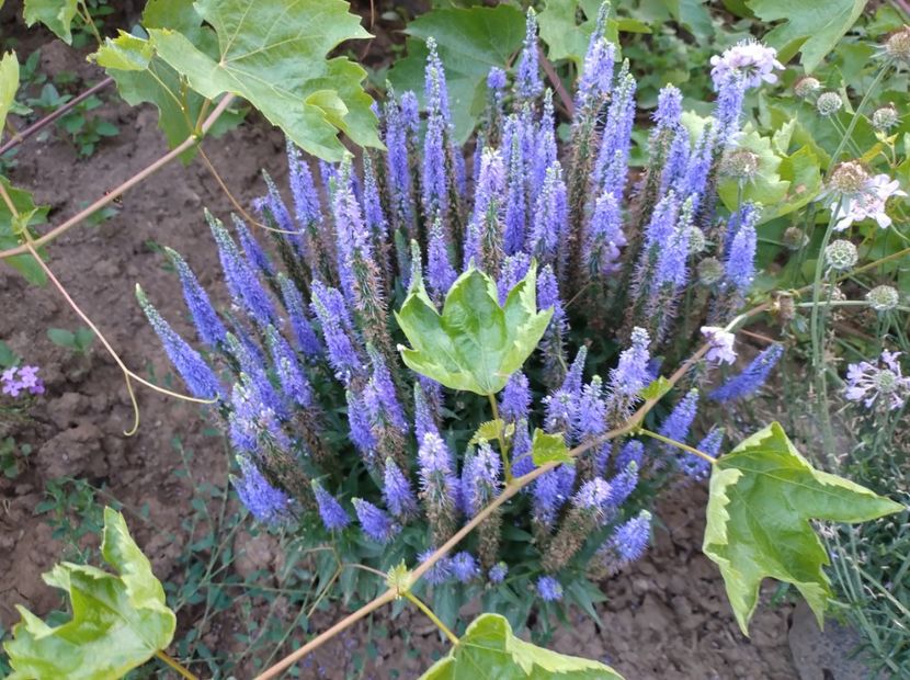  - Flori de gradina-2023