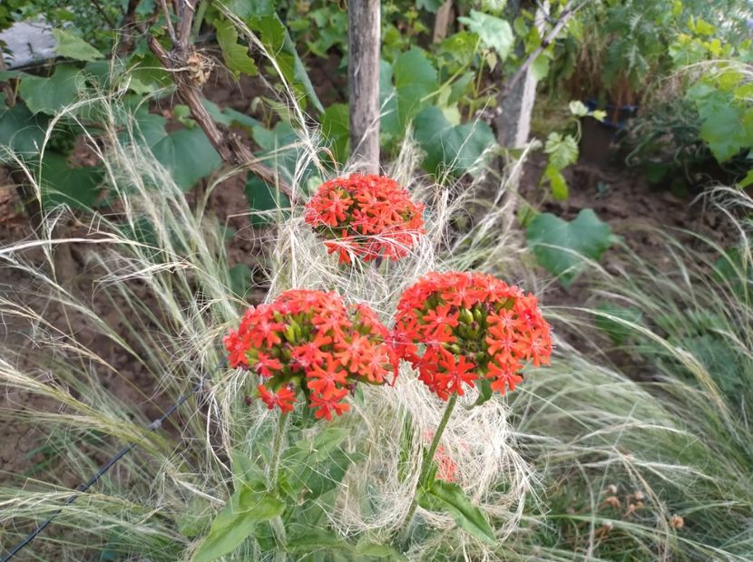  - Flori de gradina-2023