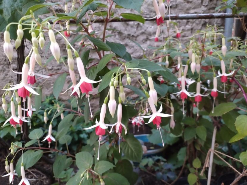  - Flori de gradina-2023