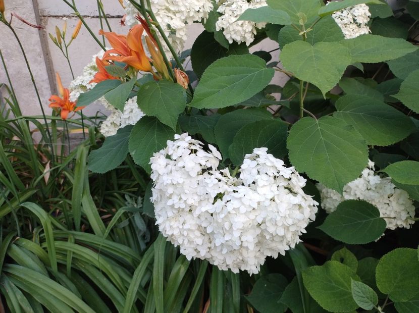  - Flori de gradina-2023