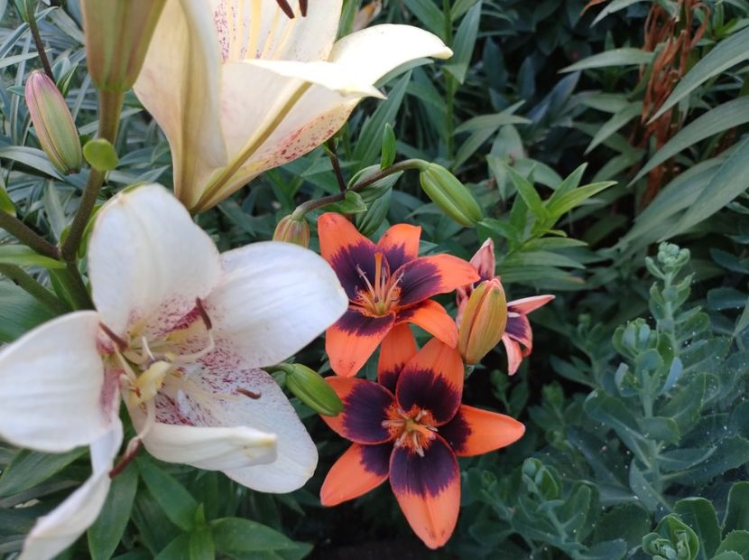  - Flori de gradina-2023