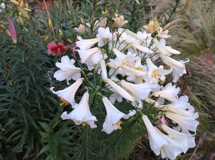  - Flori de gradina-2023