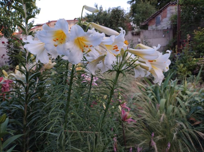  - Flori de gradina-2023