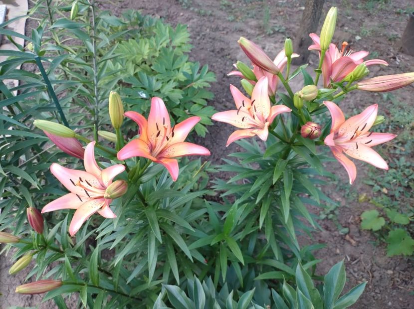  - Flori de gradina-2023