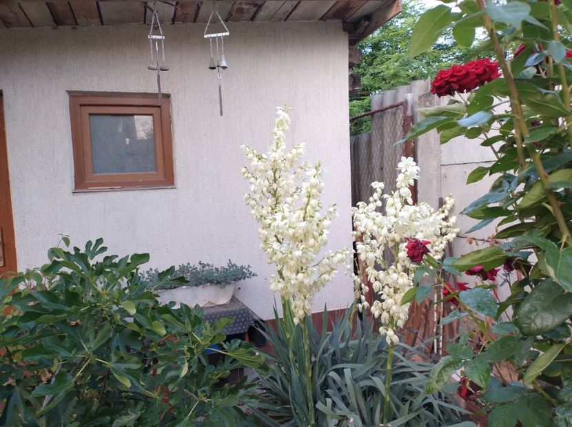  - Flori de gradina-2023