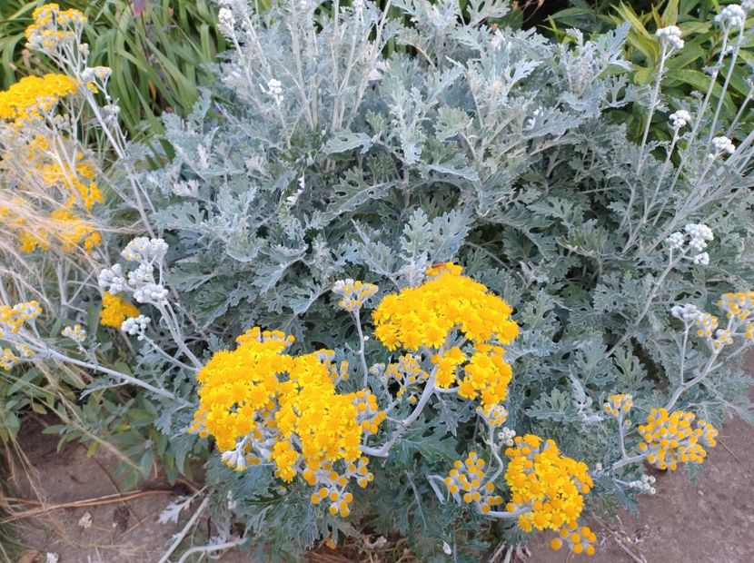  - Flori de gradina-2023