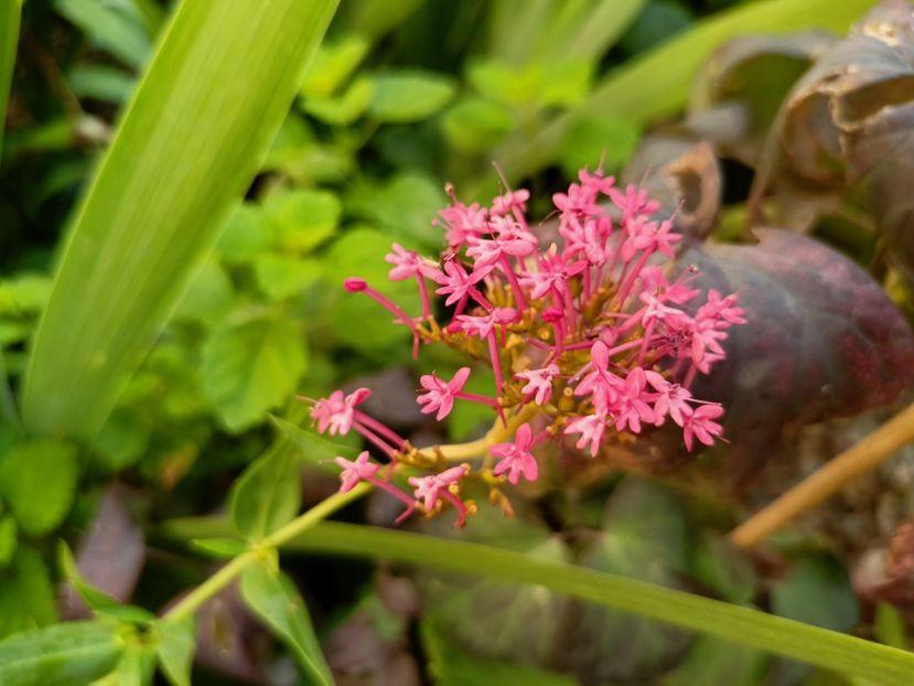 Centranthus ruber Coccineus - Grădina 2023 continuare 4