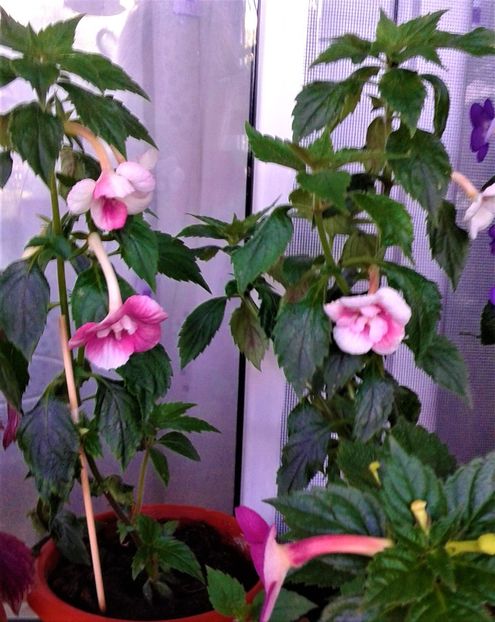  - 000014 ACHIMENES