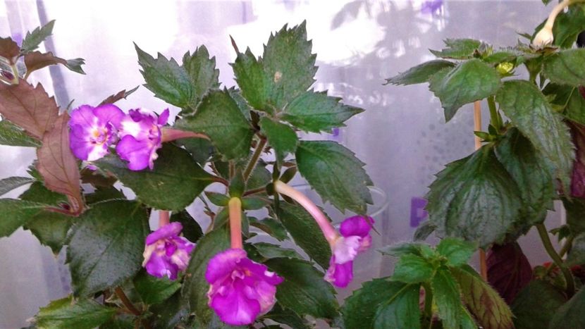  - 000014 ACHIMENES