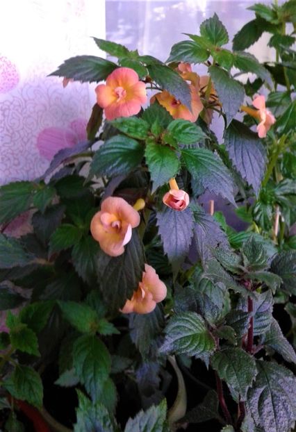  - 000014 ACHIMENES