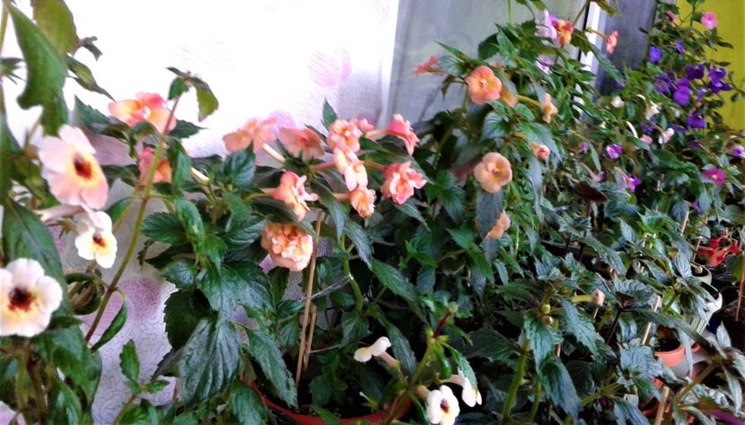  - 000014 ACHIMENES