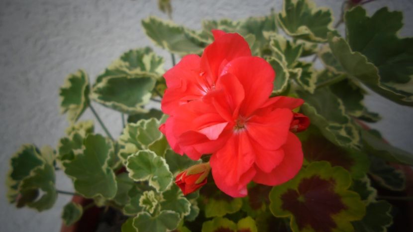  - Splendori in gradina