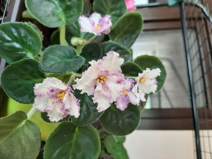  - Eticheta pierduta