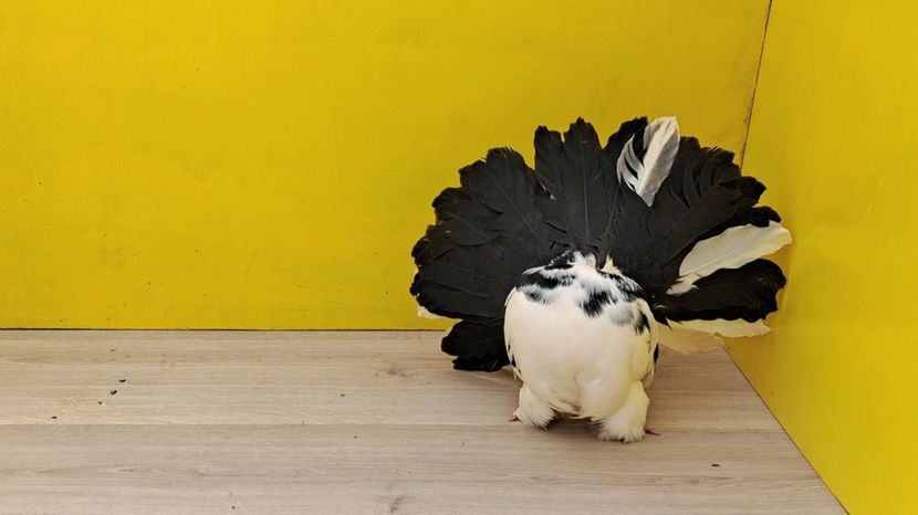 VideoCapture_20230222-232653 - Poze voltat englez