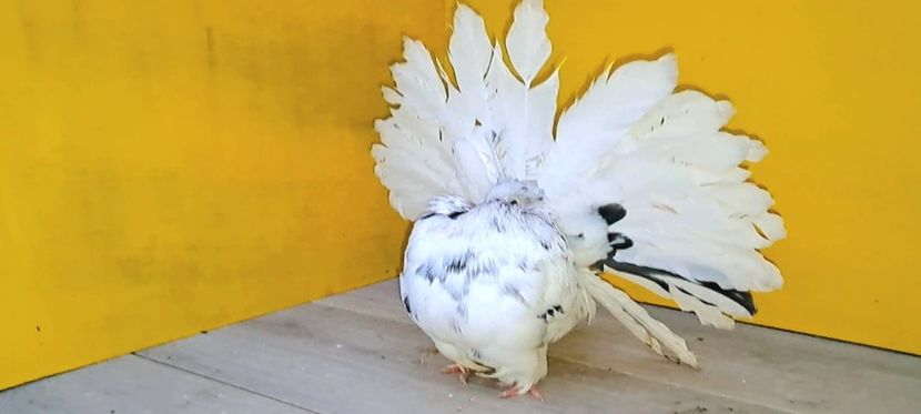 VideoCapture_20230204-183826 - Poze voltat englez