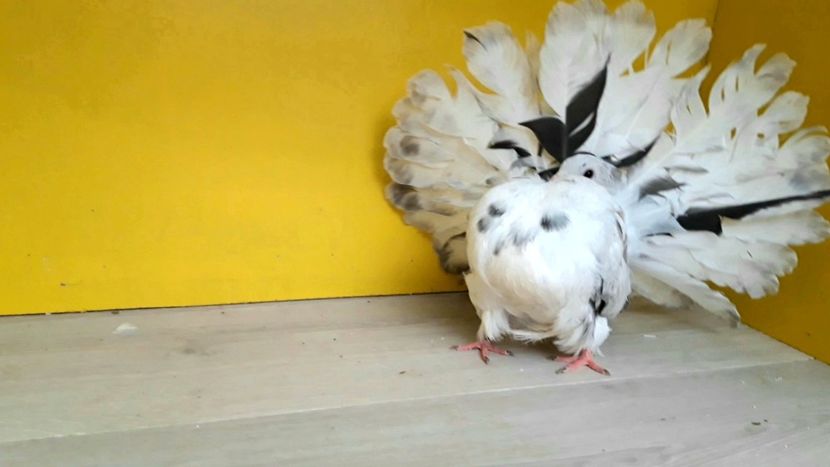  - Poze voltat englez