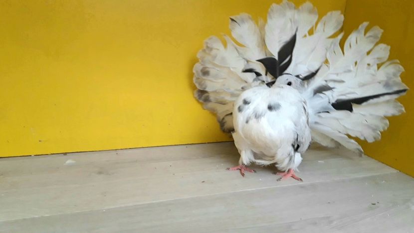  - Poze voltat englez