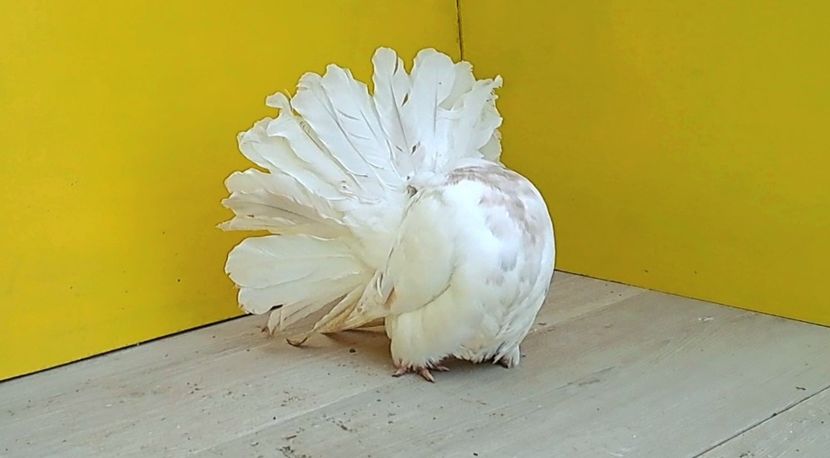 VideoCapture_20230206-125109 - Poze voltat englez