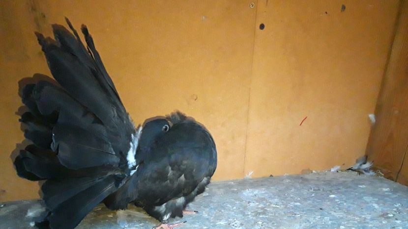  - Poze voltat englez