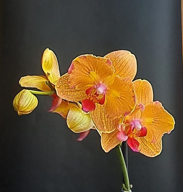 Carrot Cake - Phalaenopsis 2