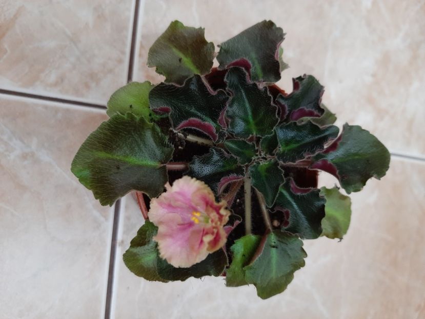  - Rob s Antique Rose