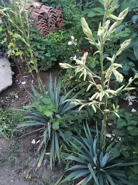 yucca 1 - YUCCA DE GRĂDINĂ
