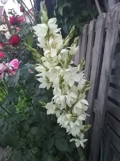 yucca 3 - YUCCA DE GRĂDINĂ