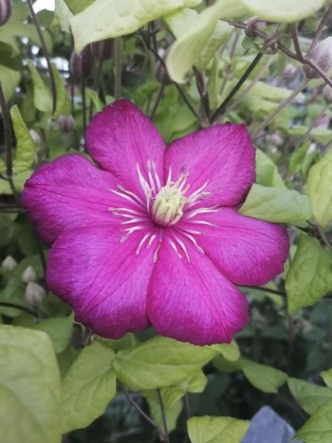 clematis 2 - CLEMATIS