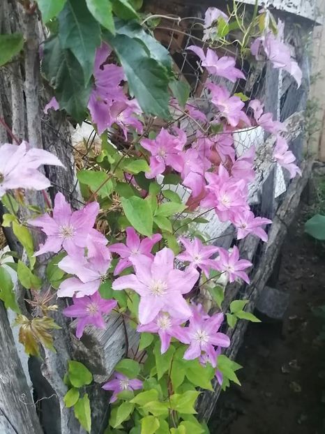 clematis 4 - CLEMATIS