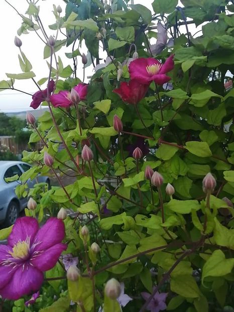 clematis 5 - CLEMATIS