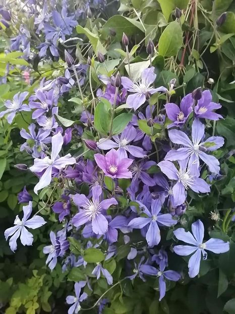 clematis 7 - CLEMATIS