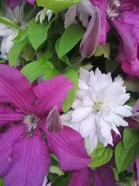 clematis 10 - CLEMATIS