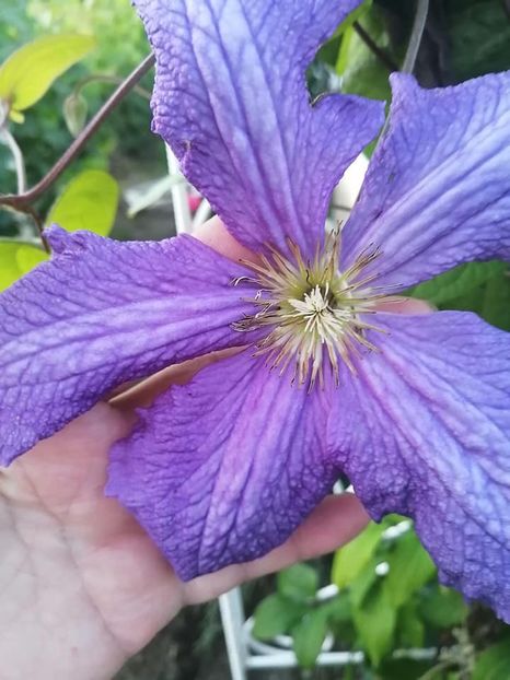 clematis 14 - CLEMATIS