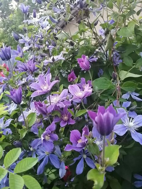 clematis - CLEMATIS