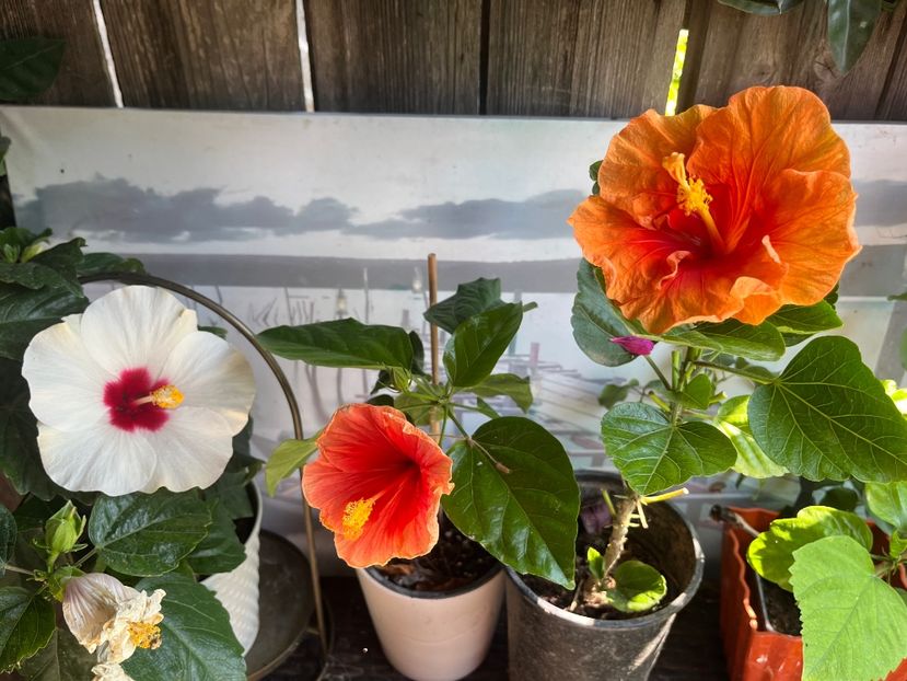 D5622D32-11DE-41DC-A635-303931205E40 - Hibiscus