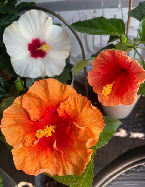 9338FFE8-8C2D-4850-B0A5-A3D77E90D8C5 - Hibiscus