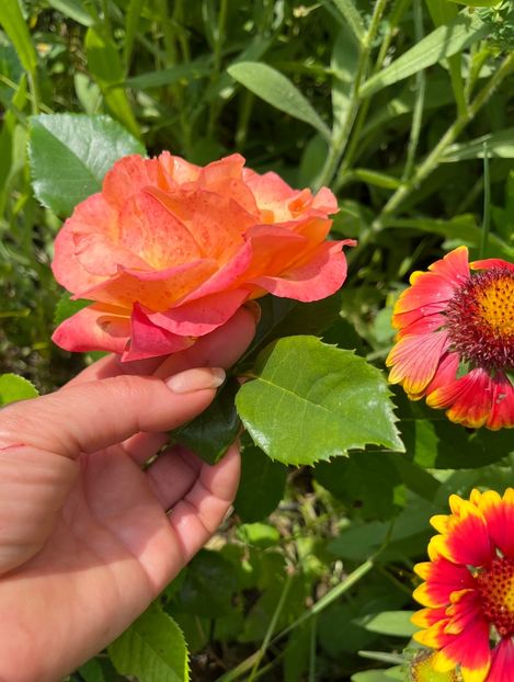 C86C5457-9E37-4EC0-9FDD-6330A47B7414 - Trandafiri la balta 2023 2