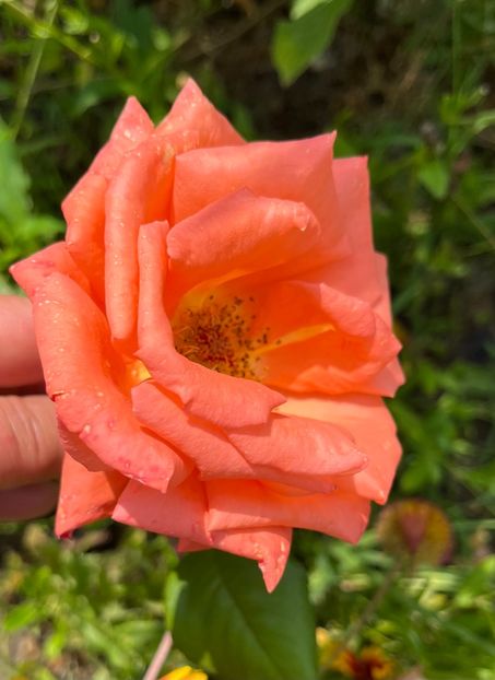 6236A80A-58DD-42D4-8D1A-B26A11007A3F - Trandafiri la balta 2023 2