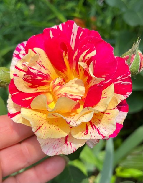  - Trandafiri la balta 2023 2