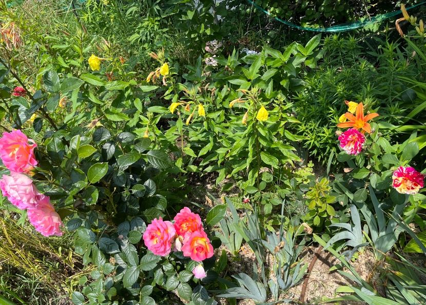 6B80FCBA-0AC2-4BF0-B8B2-02F6B2DDAFA5 - Trandafiri la balta 2023 2