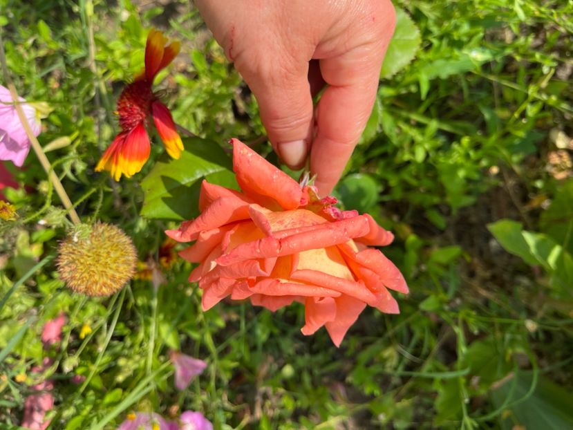 AD38B52E-0C93-4724-81C0-A8826B6A1CBF - Trandafiri la balta 2023 2