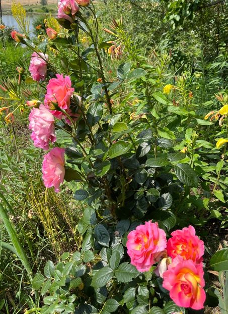 Pink paradise - Trandafiri la balta 2023 2