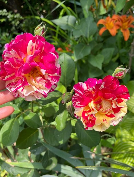 Maurice utrillo - Trandafiri la balta 2023 2