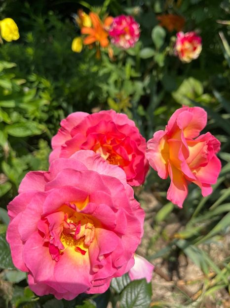 Pink paradise - Trandafiri la balta 2023 2