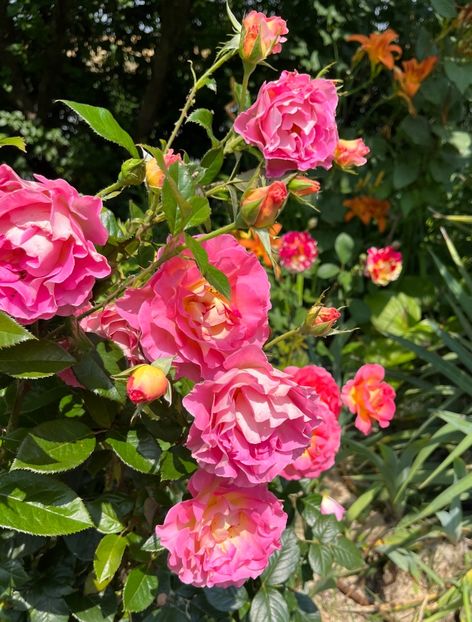 Pink paradise - Trandafiri la balta 2023 2