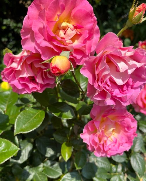 Pink paradise - Trandafiri la balta 2023 2