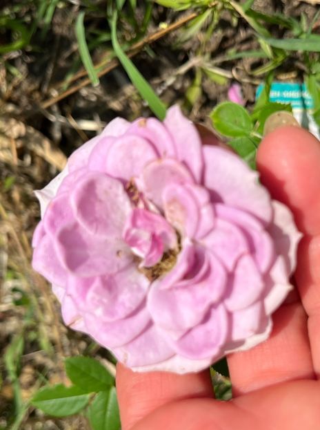 B71E4F49-4523-4CDA-9B2E-AD46E1491B44 - Trandafiri la balta 2023 2