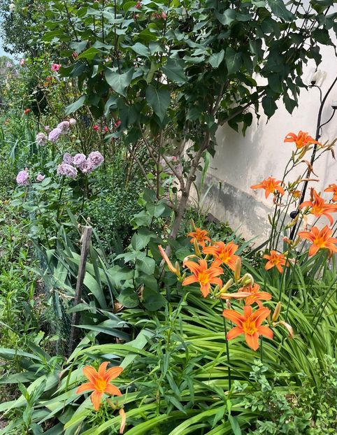 25F8C7A2-6444-4A1B-A1D5-CF985C3B1FED - Trandafiri la balta 2023 2